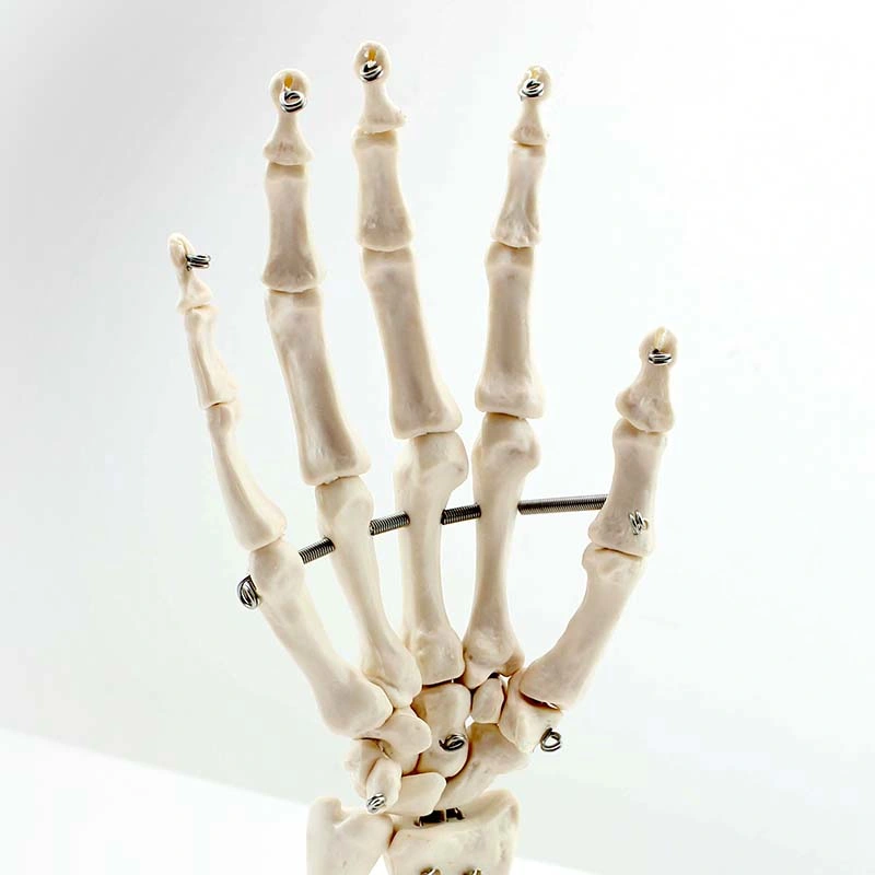 Hand Functionality Demonstration Models Medical Science Life-Size Hand Joint Model