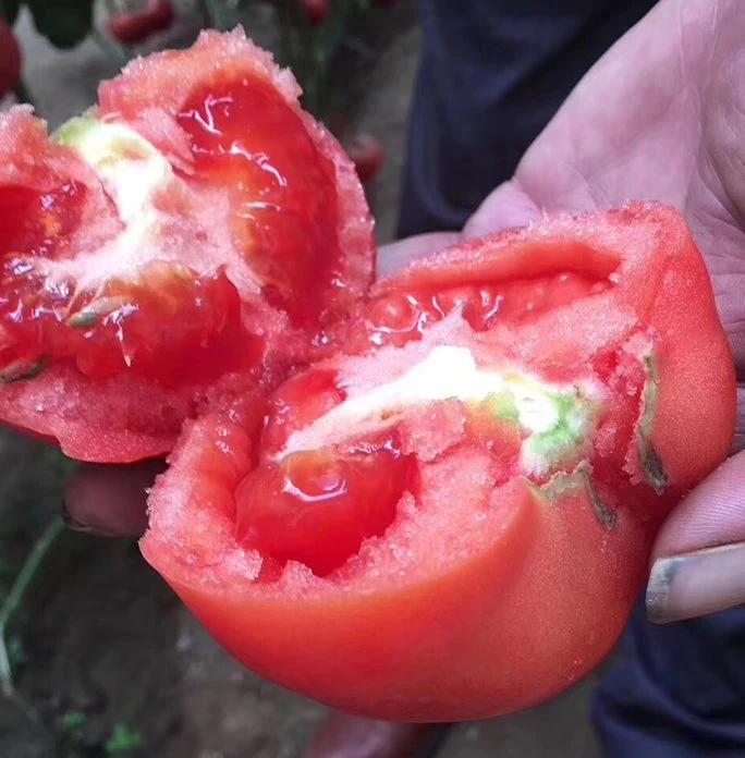 Bien indeterminado grande empresa de semillas de tomate rosa