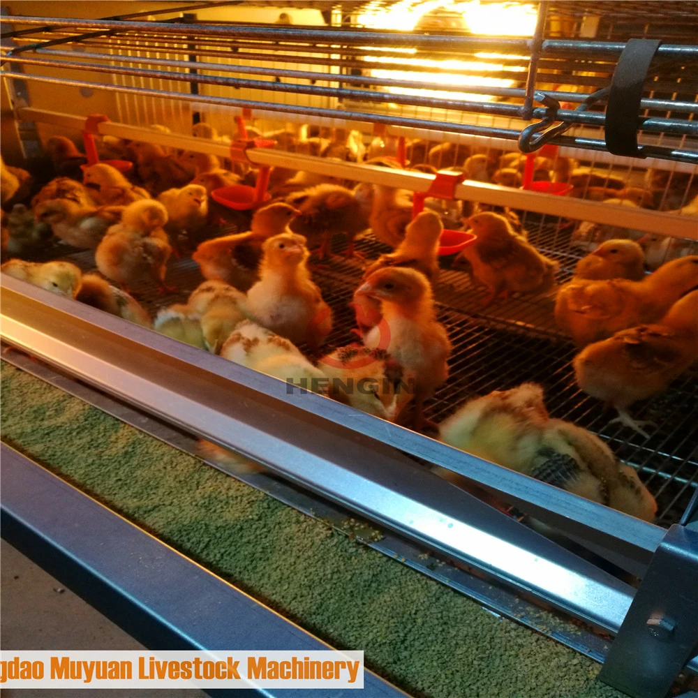 Automatic Battery Baby Layer Chick Coop of Poultry Livestock Machinery