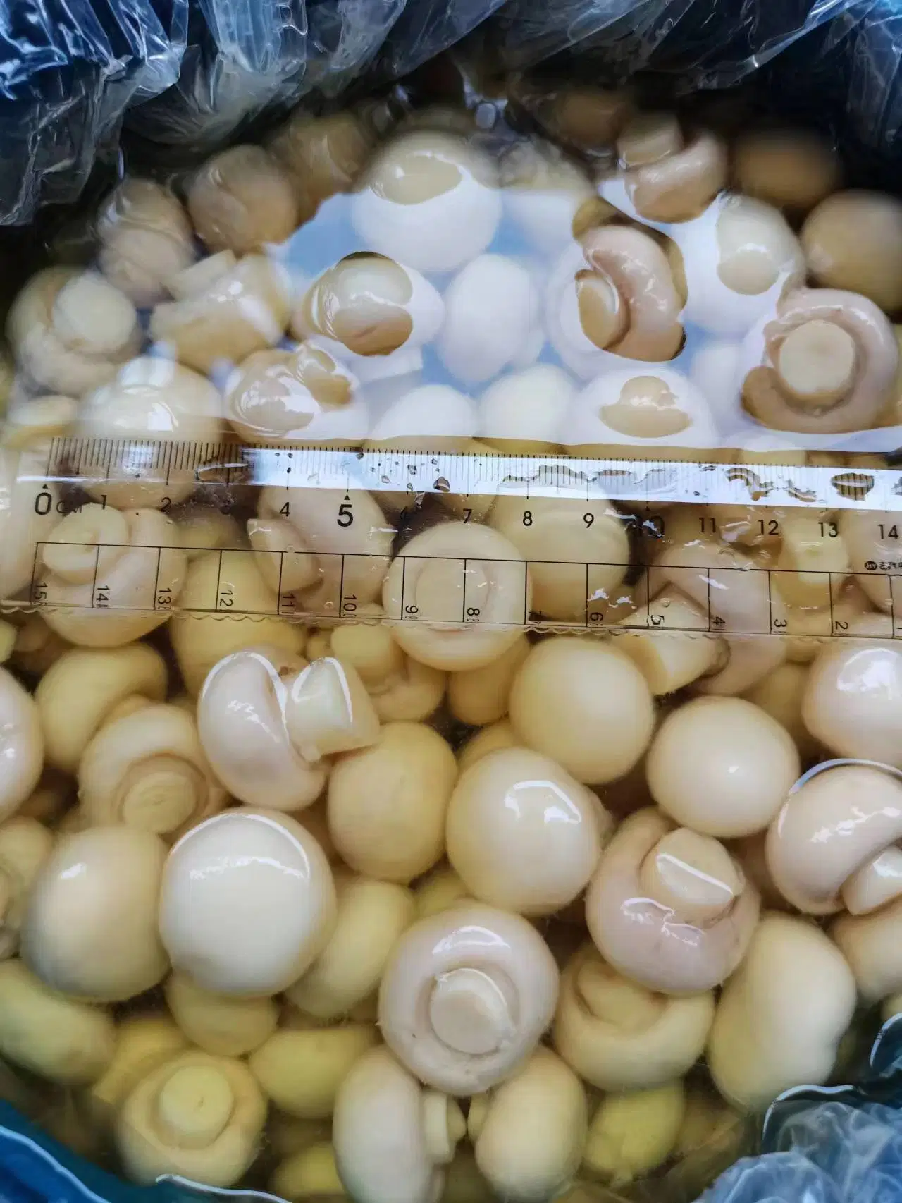 China 2023 New Crop Canned Whole Mushroom