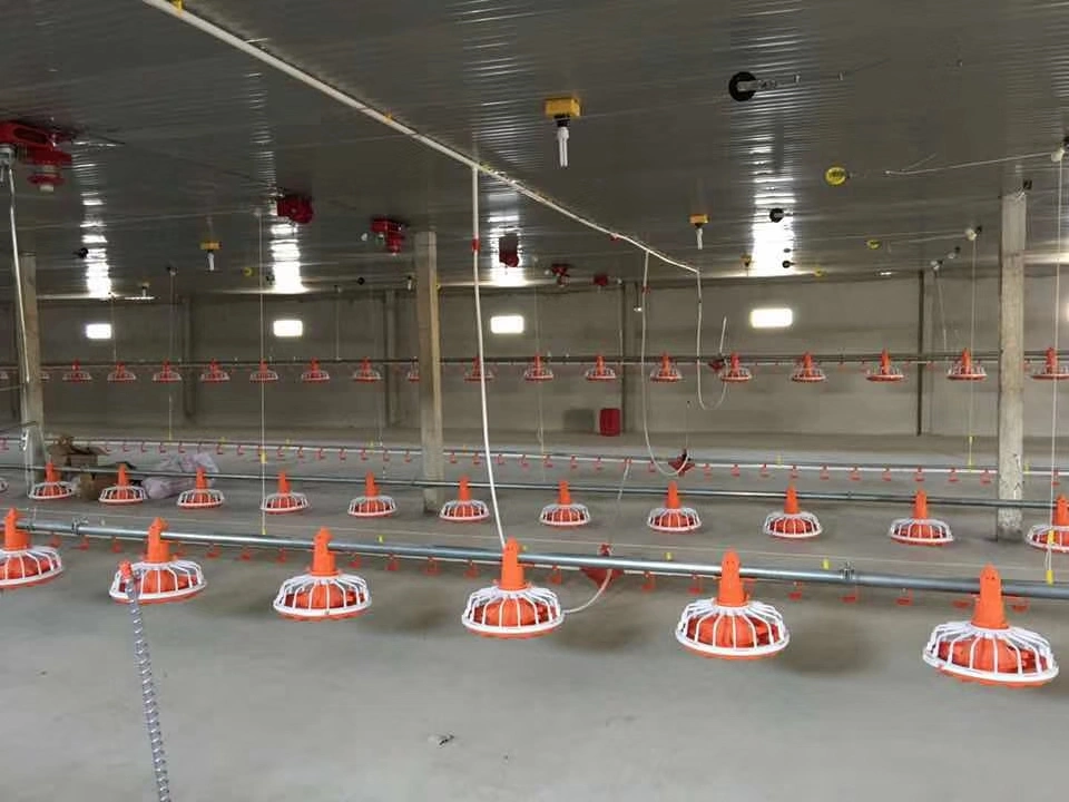 Las aves de corral pollo broiler potable Alimentación automática y sistema de giro