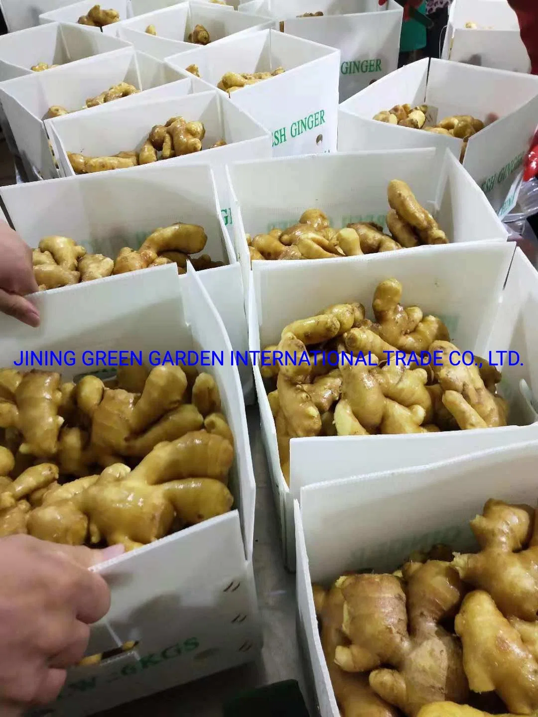 Hot Selling Wholesale Factory Price China Fresh Ginger From Shandong China for Export