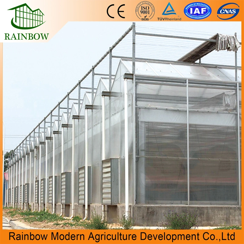 Commercial Modern Agricultural Smart 8mm Polycarbonate Greenhouse with Hydroponics for Vegetables and Flowers