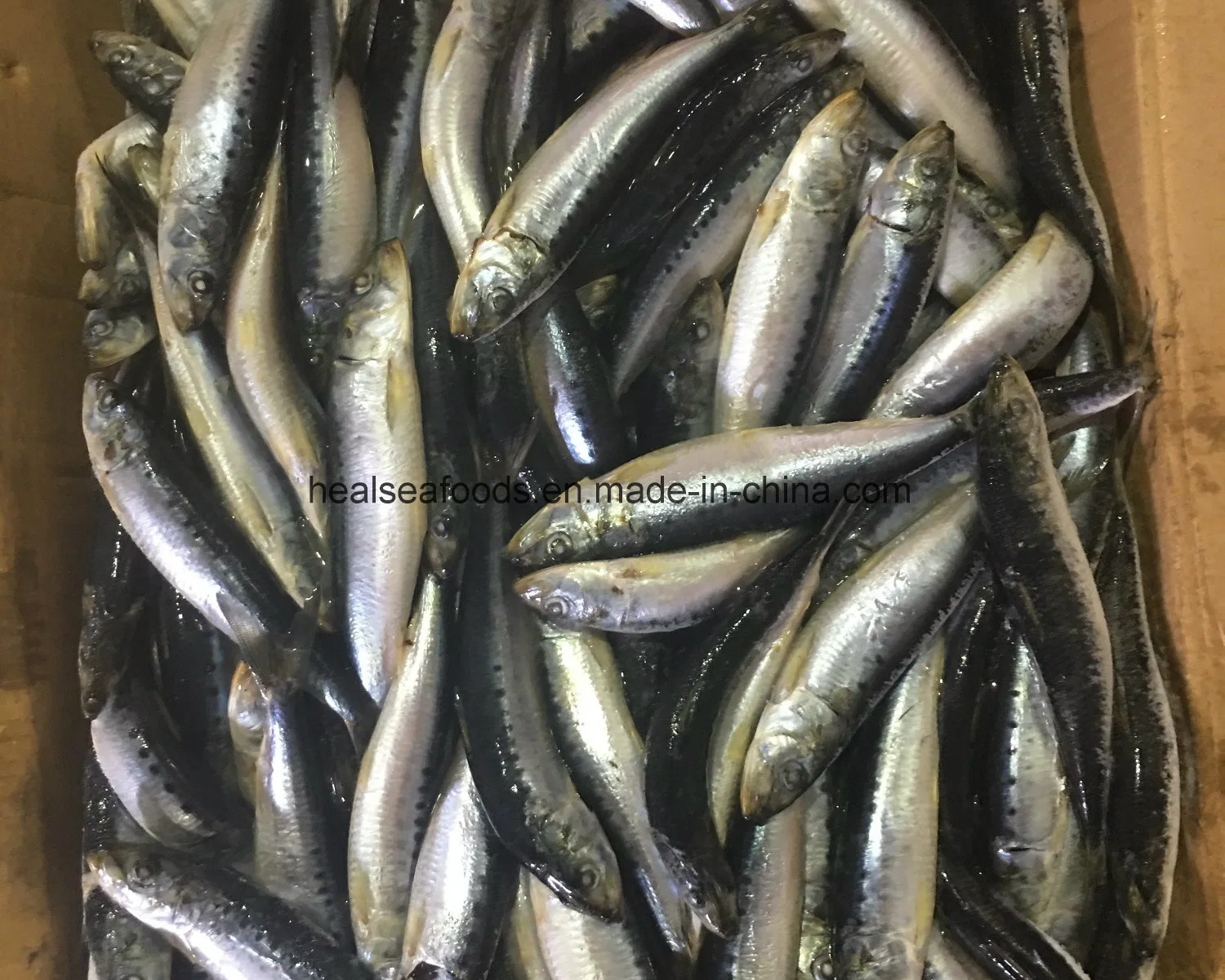 Fresh Sardine for Canned Sardine