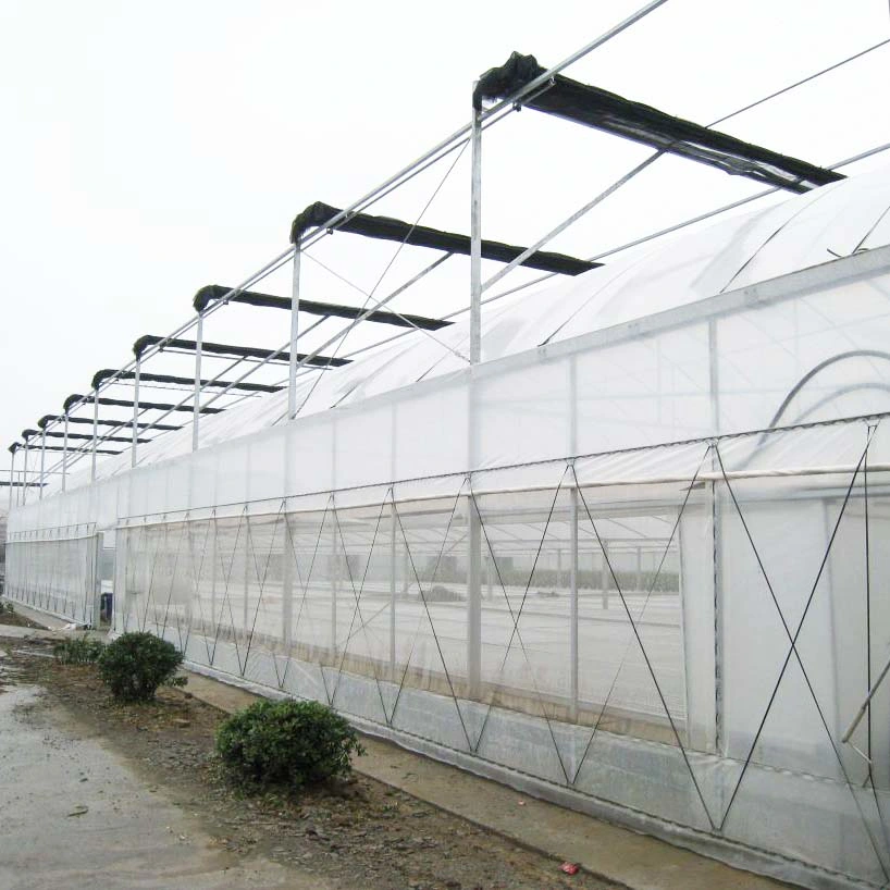 Customized Hot DIP Galvanized Steel Tunnel Hydroponics Vegetables Garden Green House with Shading System