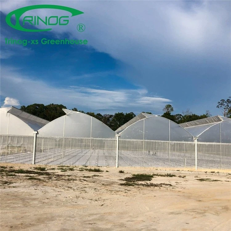 High quality/High cost performance  Multi-Span Galvanized Steel Structure Film Green House for Flowers and Grass Planting