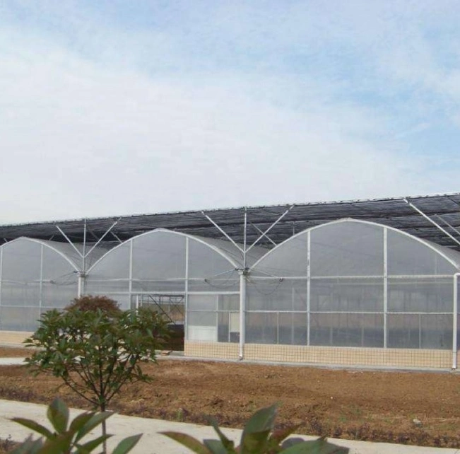 Cheap Tomato Agricultural Plastic Film Cover Low Cost Economic Tunnel Greenhouse for Vegetable