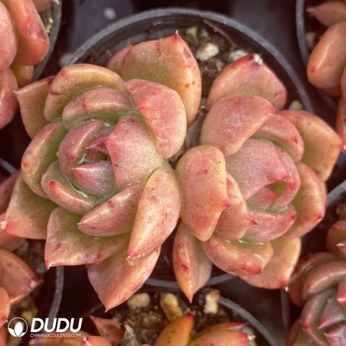 Dudu Hot Sale Echeveria Jillian Clustering Natural Live Succulent Plants