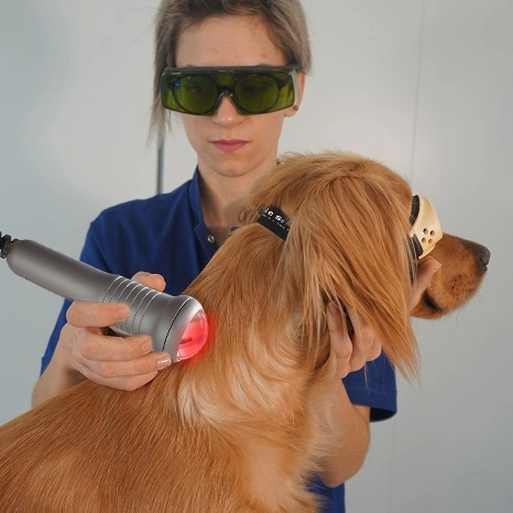 Heißer Verkauf Physikalische Therapie-Ausrüstungen 980nm Haustier Pflege Tier für Veterinärlaser