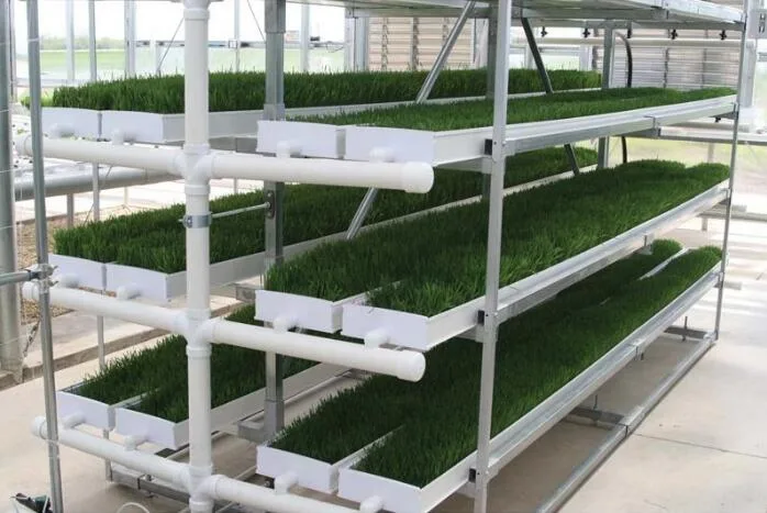 منتج جديد Hydroponic Microgreen زراعة علف صواني البذور