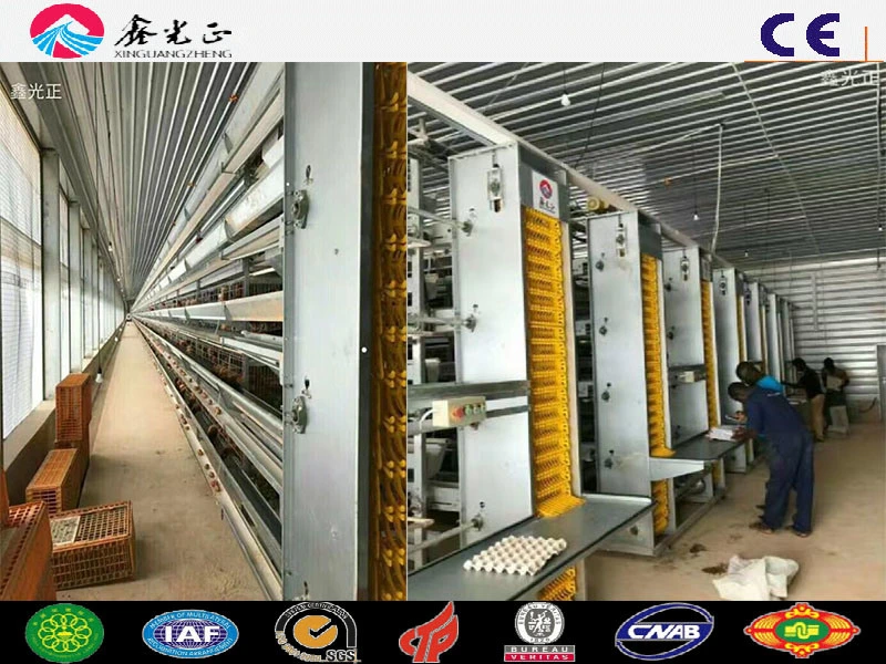 Steel Structure Prefabricated Building Poultry Farms for Chicken Broilers Layers