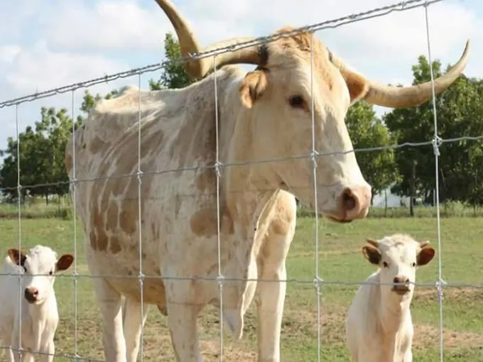 Langlebiger Farmzaun für Rinder- und Pferdegehäuse