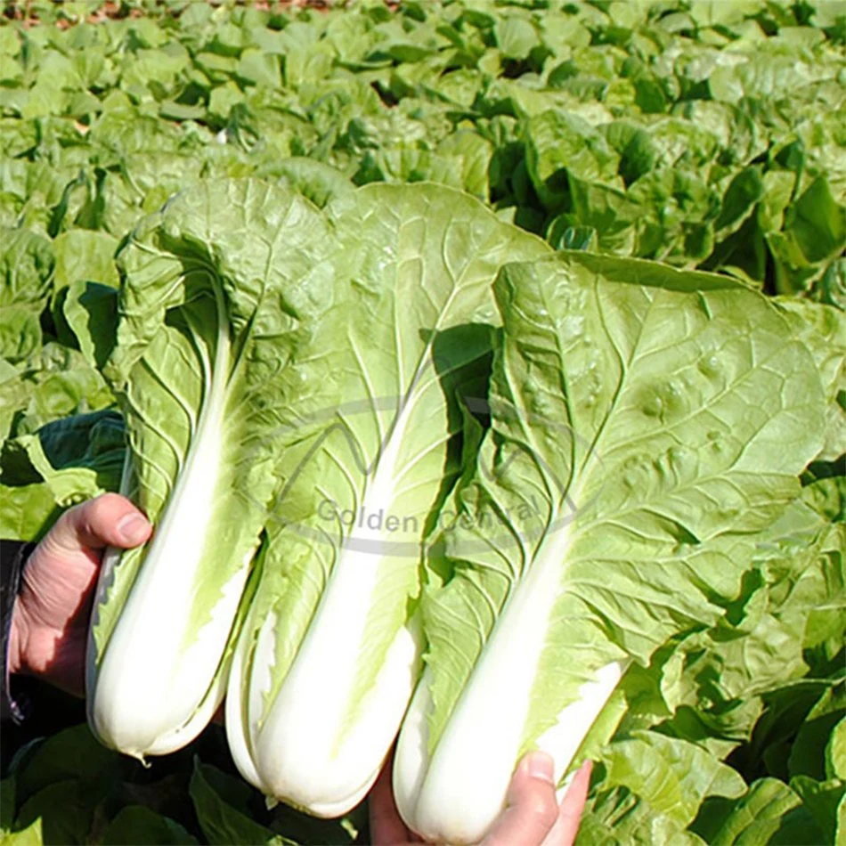 Chinesischer Kohl Grüner Kohl Verkauf in niedrigen Preis gut für Gesundheit