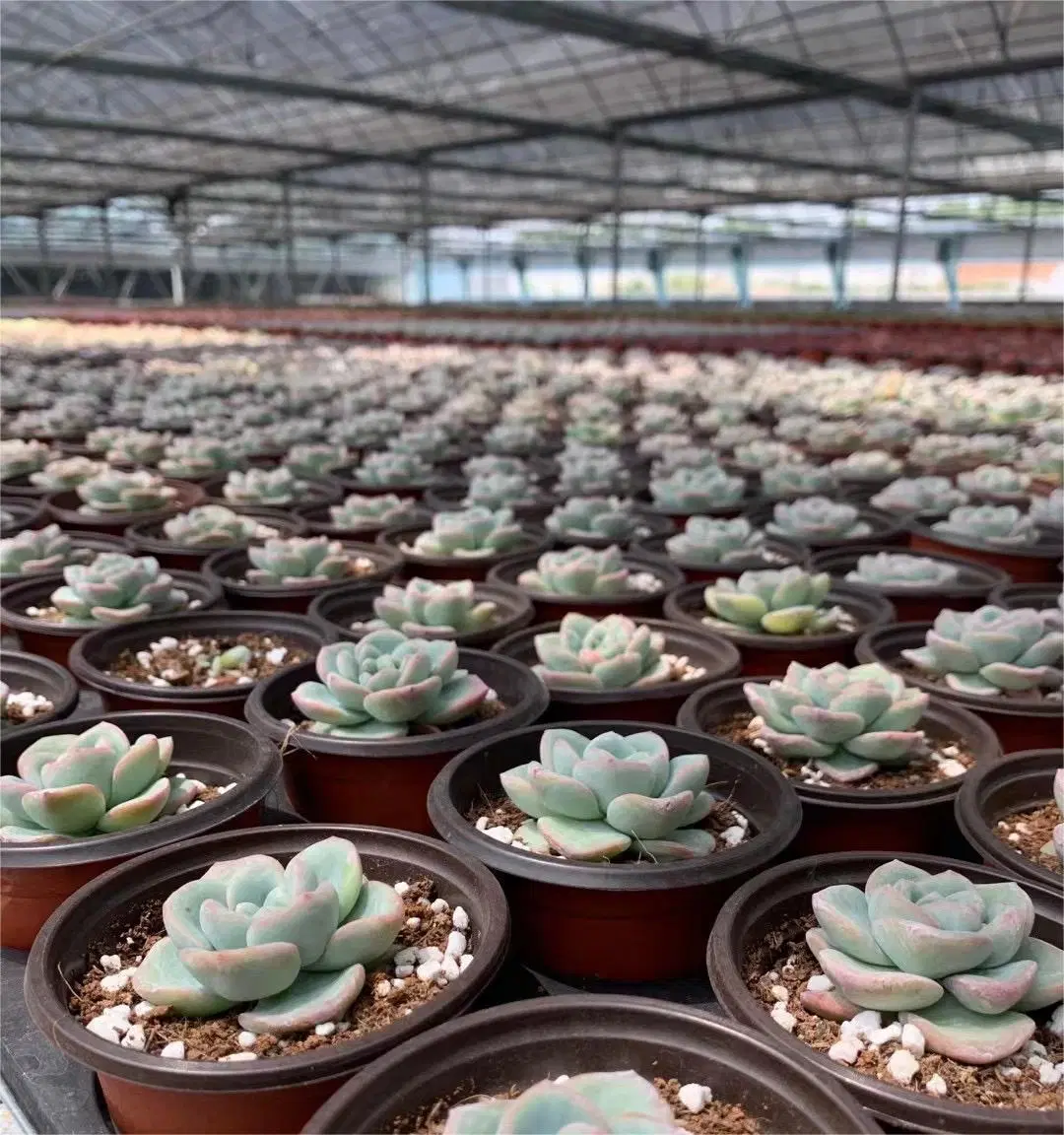 Dudu Pretty Elegans? 'potosina' Haworthia Natural Live Succulent