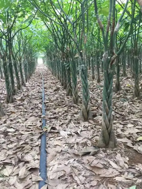 شجرة النقود الصينية Pachira Spp. للديكور المنزلي في الهواء الطلق Bonsai