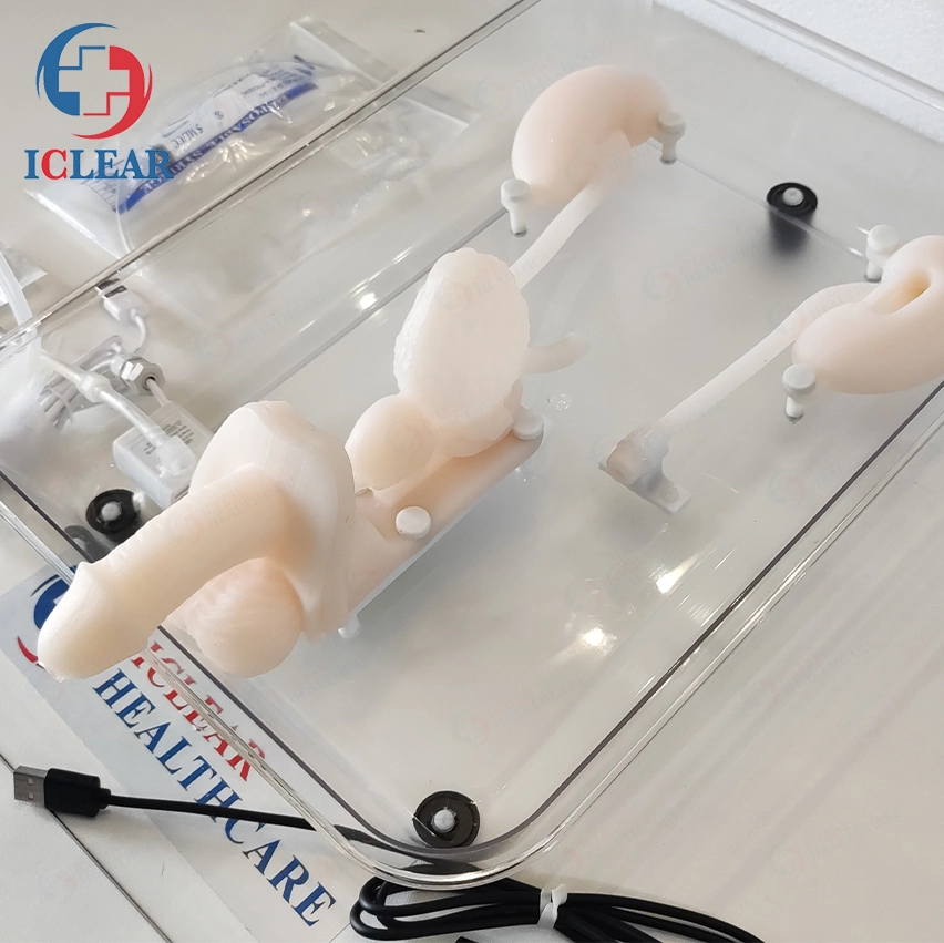 Ureteroscopy Simulation Training Urinary Endoscopy Training Model Hollow Material Is Soft and Tough