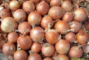 Heat Resistant Hybrid Yellow Onion Seeds for Plant