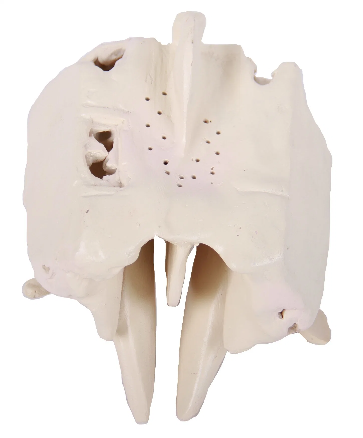 Lab Biological Teaching Models Expansion Model of Ethmoid Bone Skeleton Model