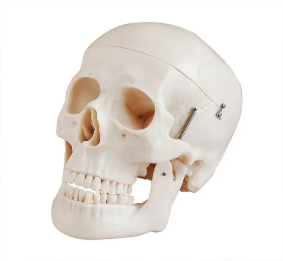 O Modelo de Ensino da Faculdade de Medicina de modelo de esqueleto humano Modelo Esqueleto humano