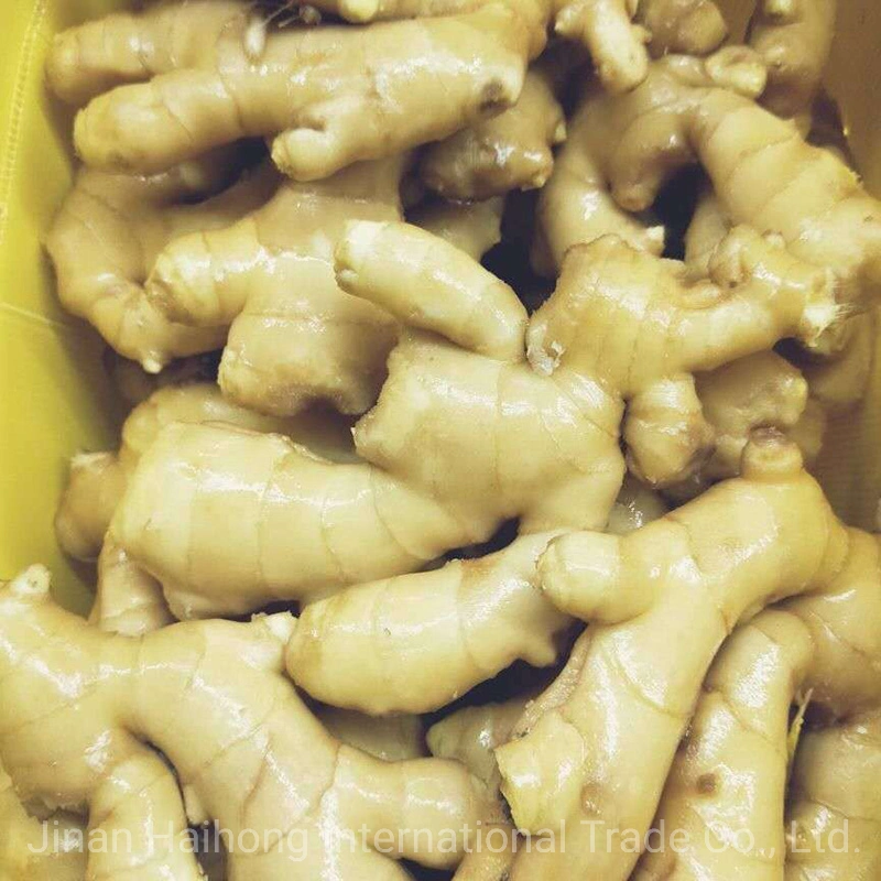 New Harvested Best Quality Fresh Ginger