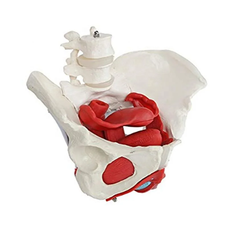 Orthocare Medical Teaching Models Teaching Anatomical Model Adult Female Pelvis Rounded Shape