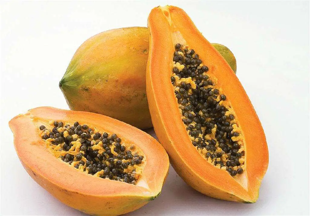 Extracto de papaína polvo nutricional de fruta de papaya (Pawpaw polvo)