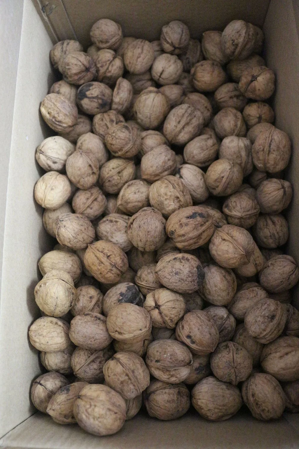 Xinjiang 185 Walnuts Peeling Export and Import Buyers Wholesale/Supplier