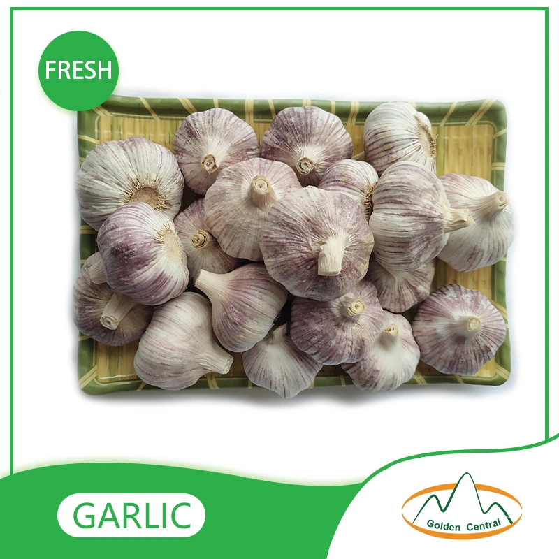 China Best Wholesale/Supplier Fresh Garlic Price with High quality/High cost performance  for Export