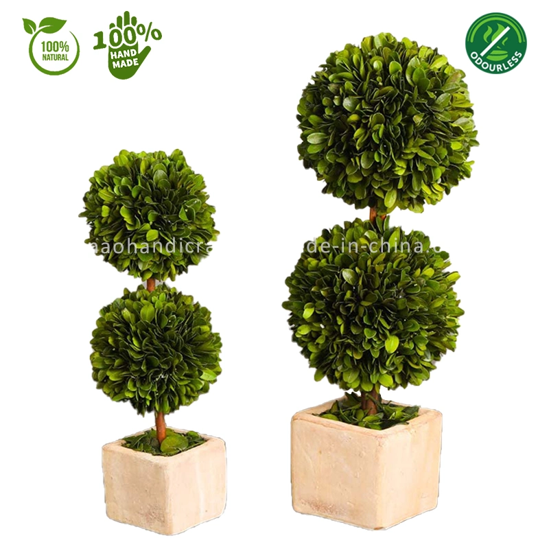 100% Natural Preserved Boxwood Topiary Bonsai Modern Greenery Plant Double Balls Tree Ornaments