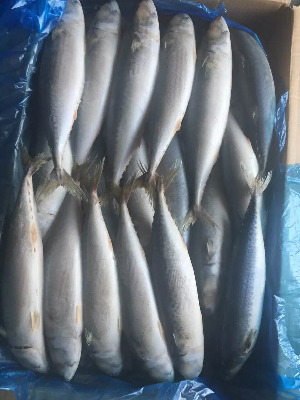 Sea Frozen Whole Round Pacific Mackerel Frozen Fish From China Factory