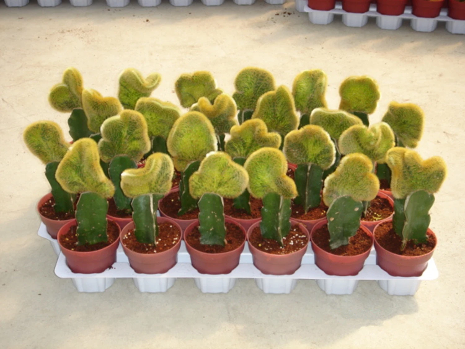 Cactus Extract Cleistocactus Winteri F. Cristatus Cactus Plant for Home Decor Indoor Wholesale