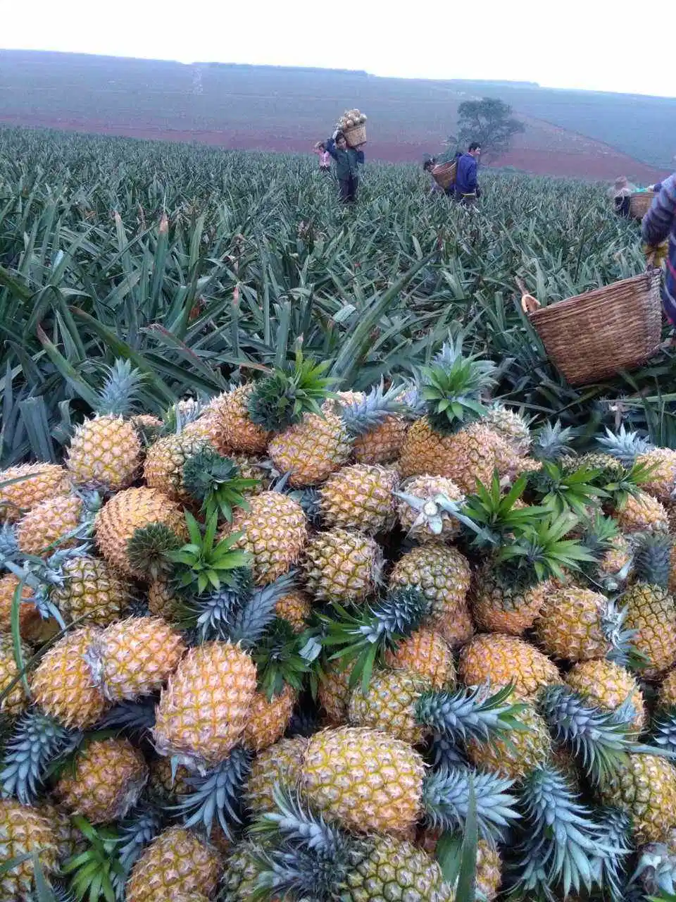 Thailand Small Pineapple Healthy Fruit Xiansghsui Pineapple Processed Fruit High quality/High cost performance  Dried Fruit Hot Sale