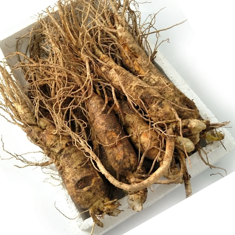 Alta qualidade natural a granel granel cultivadas artificialmente Ginseng Medicamentos Chineses Frezon materiais ginseng americano