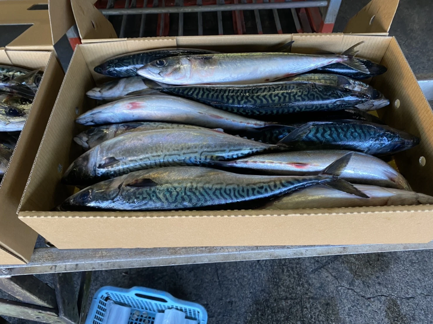 Size 500-700g Frozen Japanese Mackerel on Sale