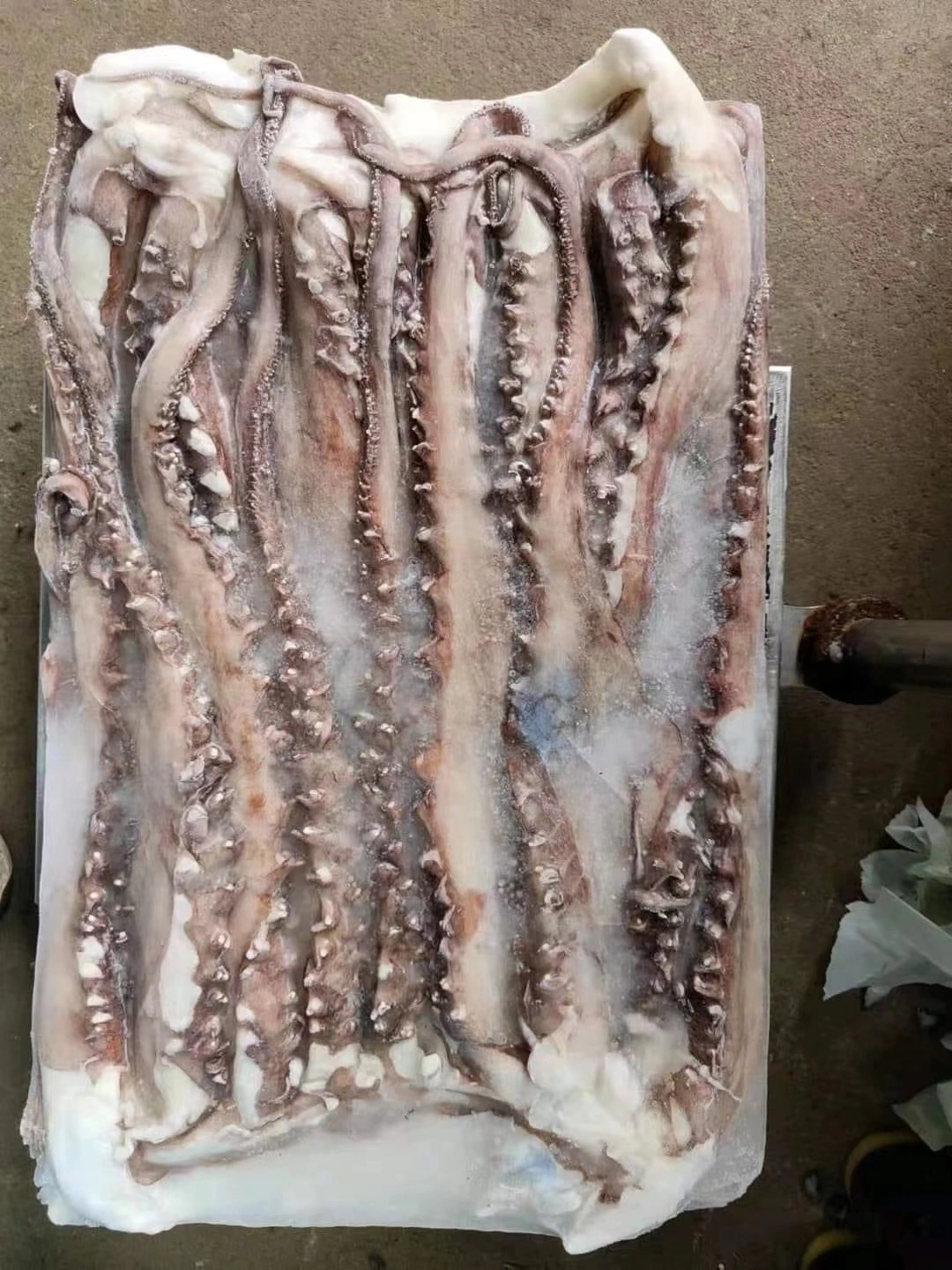 Sana mariscos congelados de alta calidad Gigas/Calamar Calamar Pota tentáculo