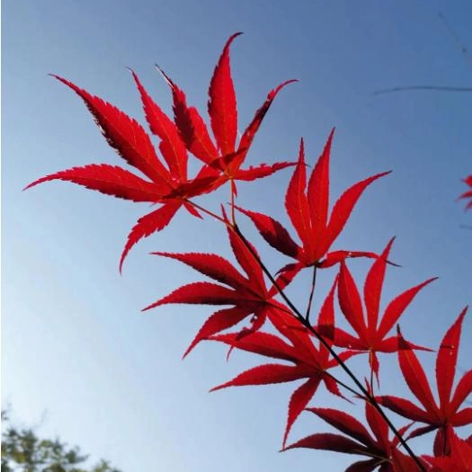 Arce rojo bombilla Mossy plantas Real Bonsai