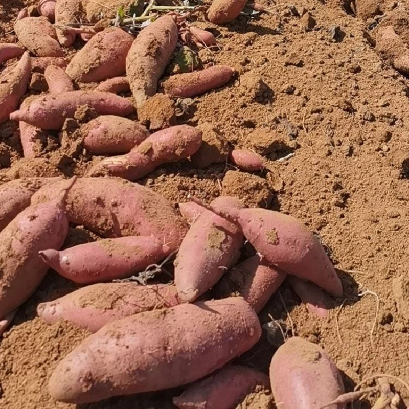 2022 Nuevo cultivo IQF Enana congelada de la patata dulce con la piel