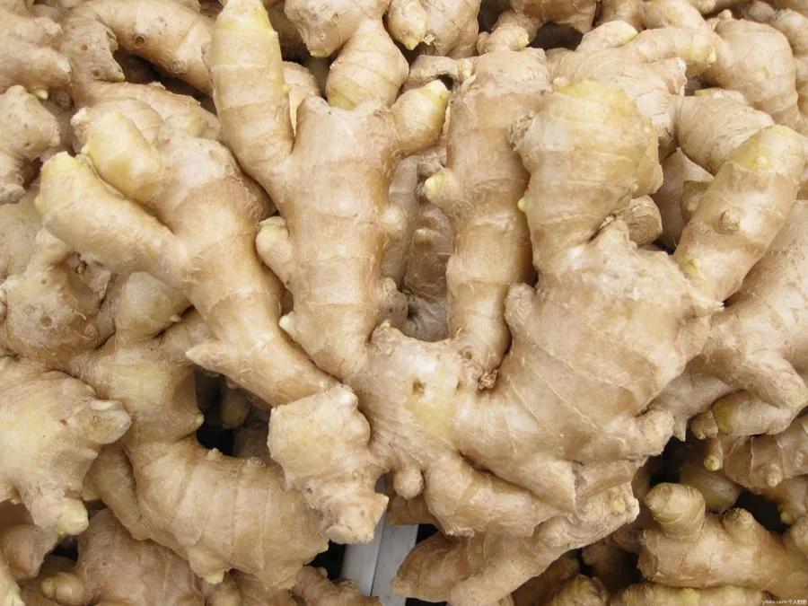 Selected Top Quality New Crop Air Dry Ginger