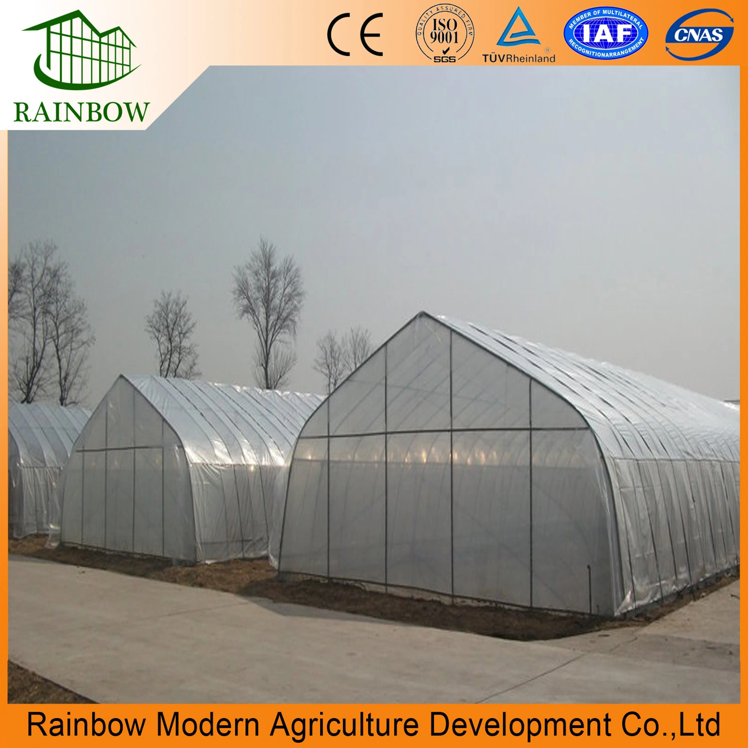 Single Span Factory Price Plastic Film Tunnel Greenhouse for Vegetable Planting