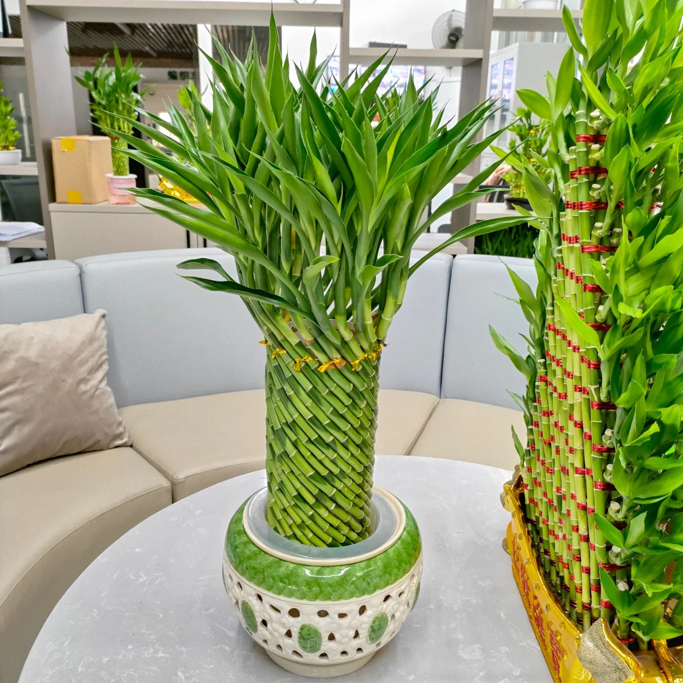 Гидропоника завод Lucky колеса Succulents Lucky Bamboo жить дома растений оформление оптовая торговля