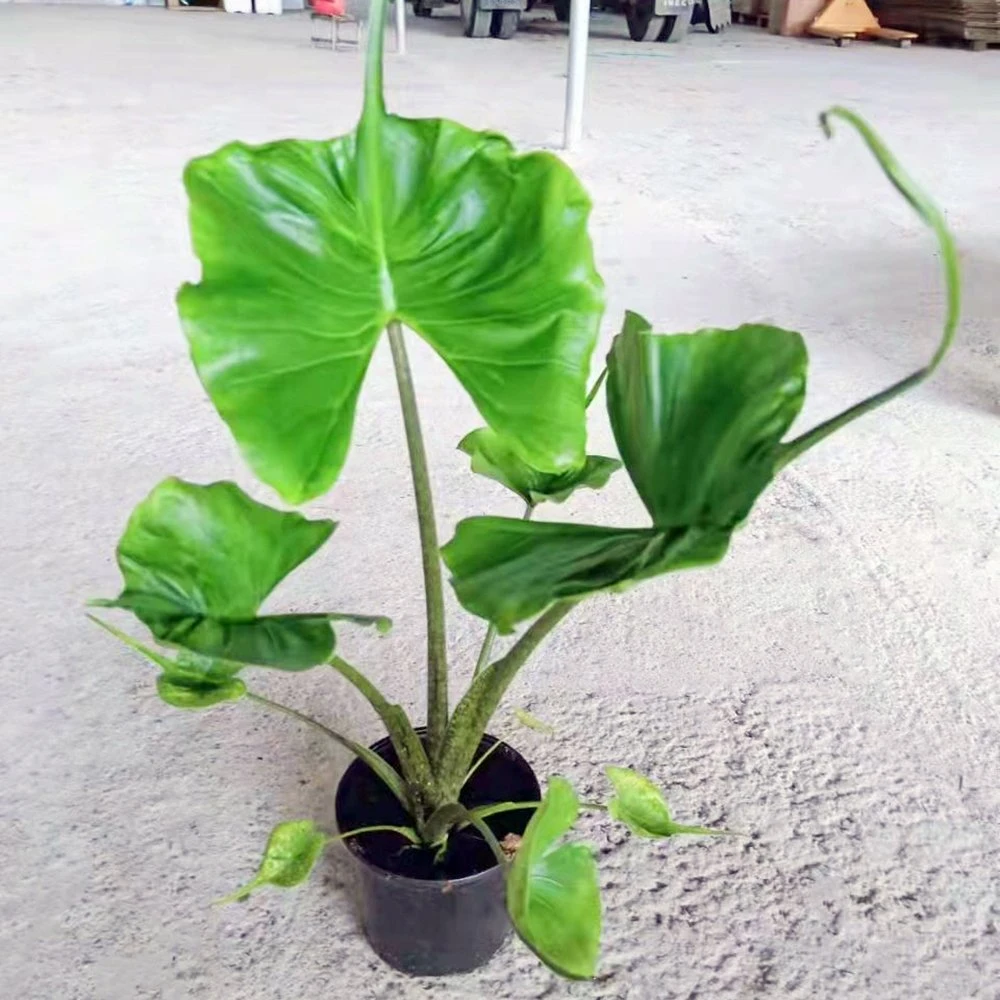 Natural de plantas reales de las plantas de interior Alocasia Stingray