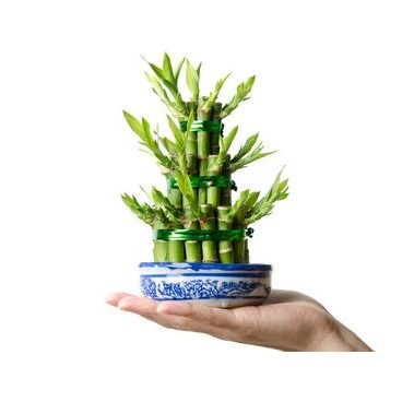 Wholesale/Supplier Nursery Indoor Decorative Wholesale/Supplier Natural Plant Lucky Bamboo Green Indoor Potted Green Plants Bonsai Hotsale