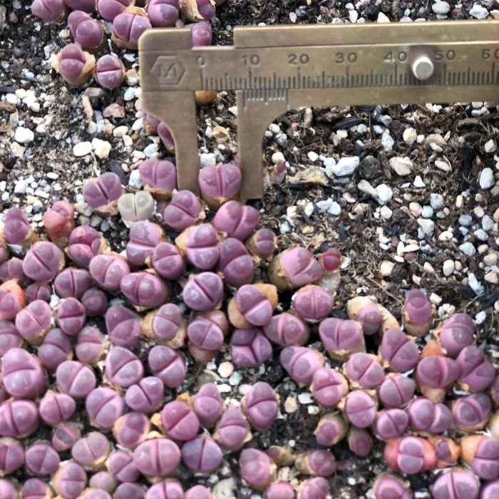 Dudu Neu Ankunft Rot Danei Lithops Natürlich Live Succulent