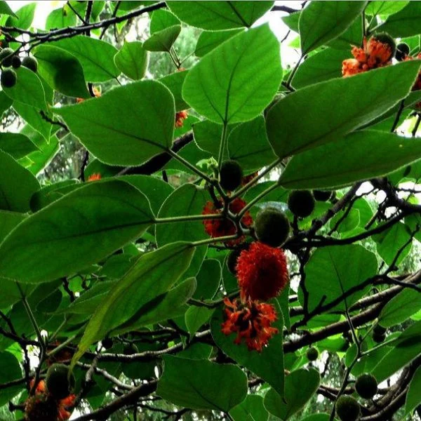 S609 Organic Chinese Fruit Seeds Yang Mei Seeds Bayberry Seeds