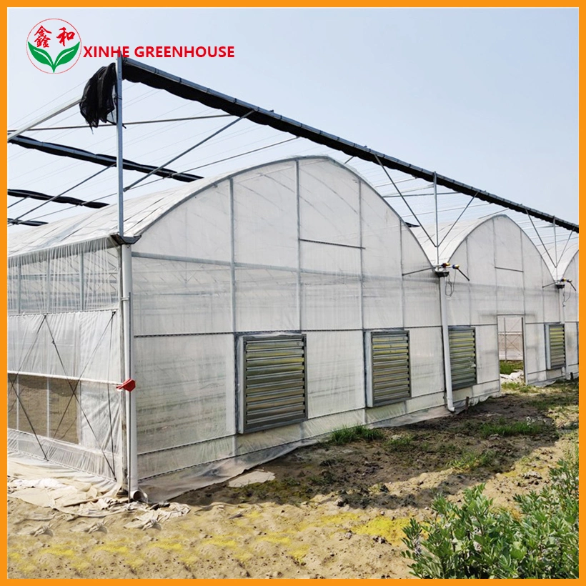 Plastic Film Agriculture Green Houses for Tomatoes and Flowers