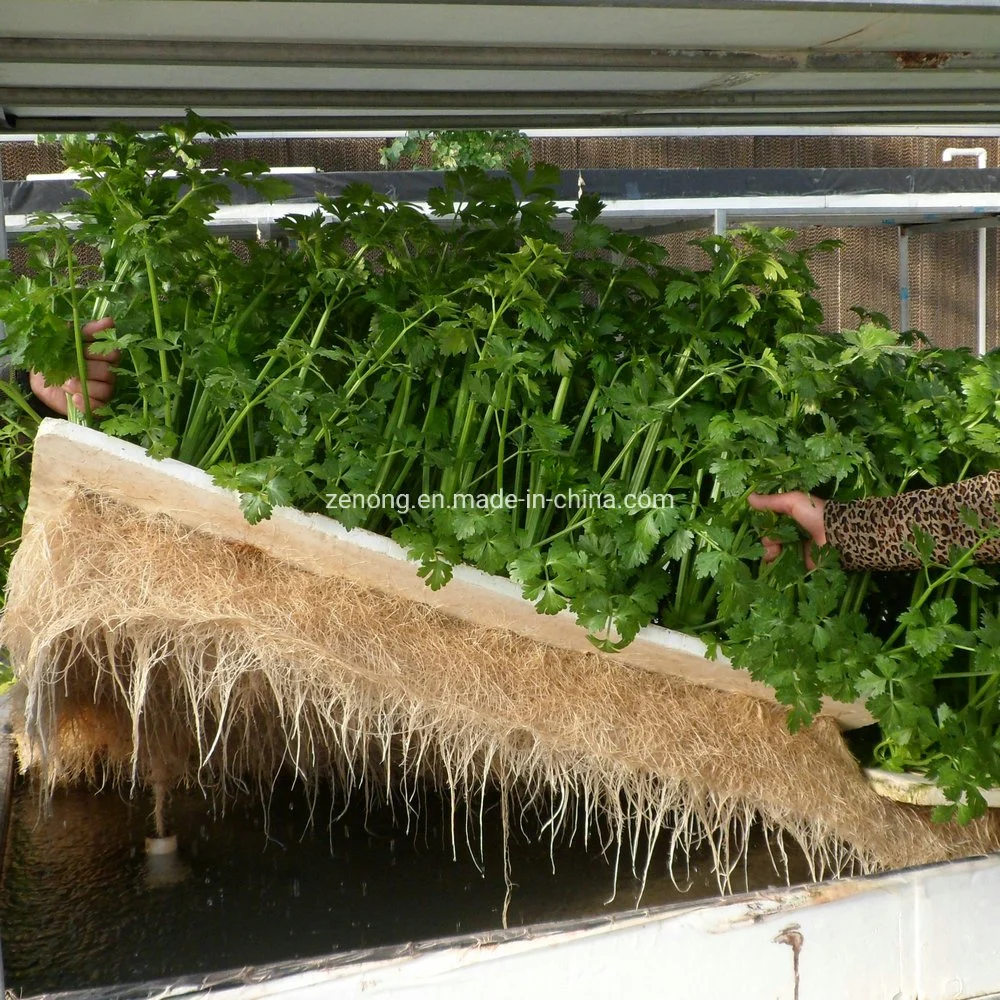 Delicious Fresh Lettuce/Rape/Cabbage/Celery Growing Dwc Hydroponics System