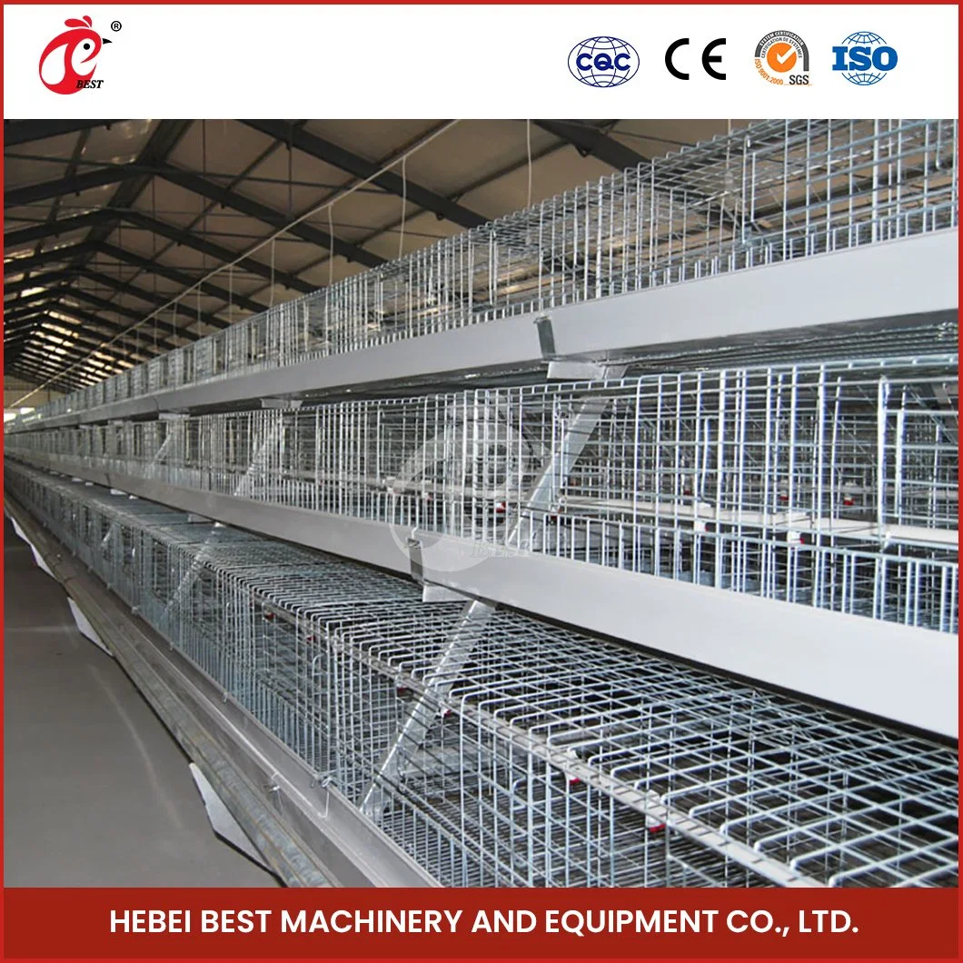 Bestchickencage China Grande Avicultura Crate Fabricante un Broiler automático Marco Jaulas personalizadas 400*400mm Área de trabajo mejor elección Coop de Pollo