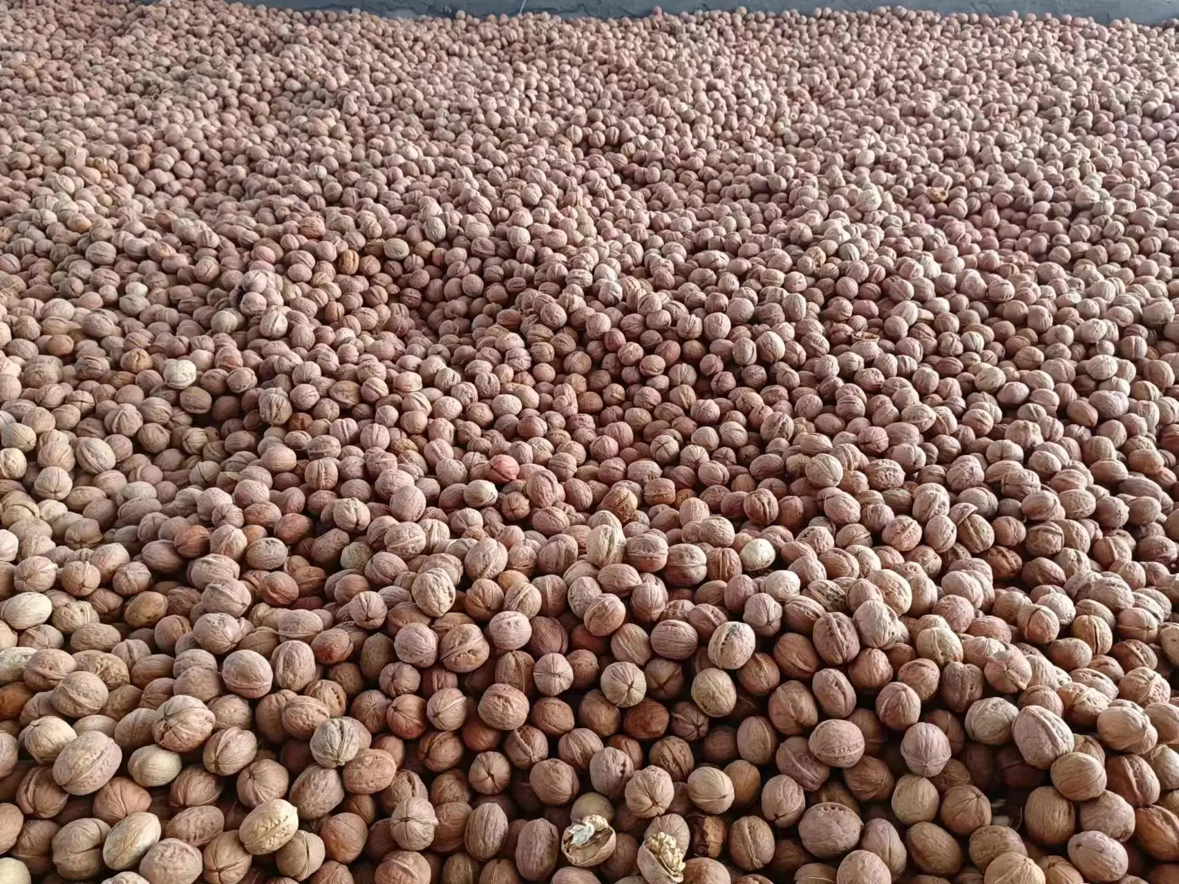 2023 Crop Walnuts Inshell 185 Walnut New Crop China