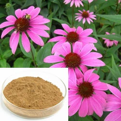 En stock: 4% de extracto de Echinacea ácido Cichoric / Polifenoles