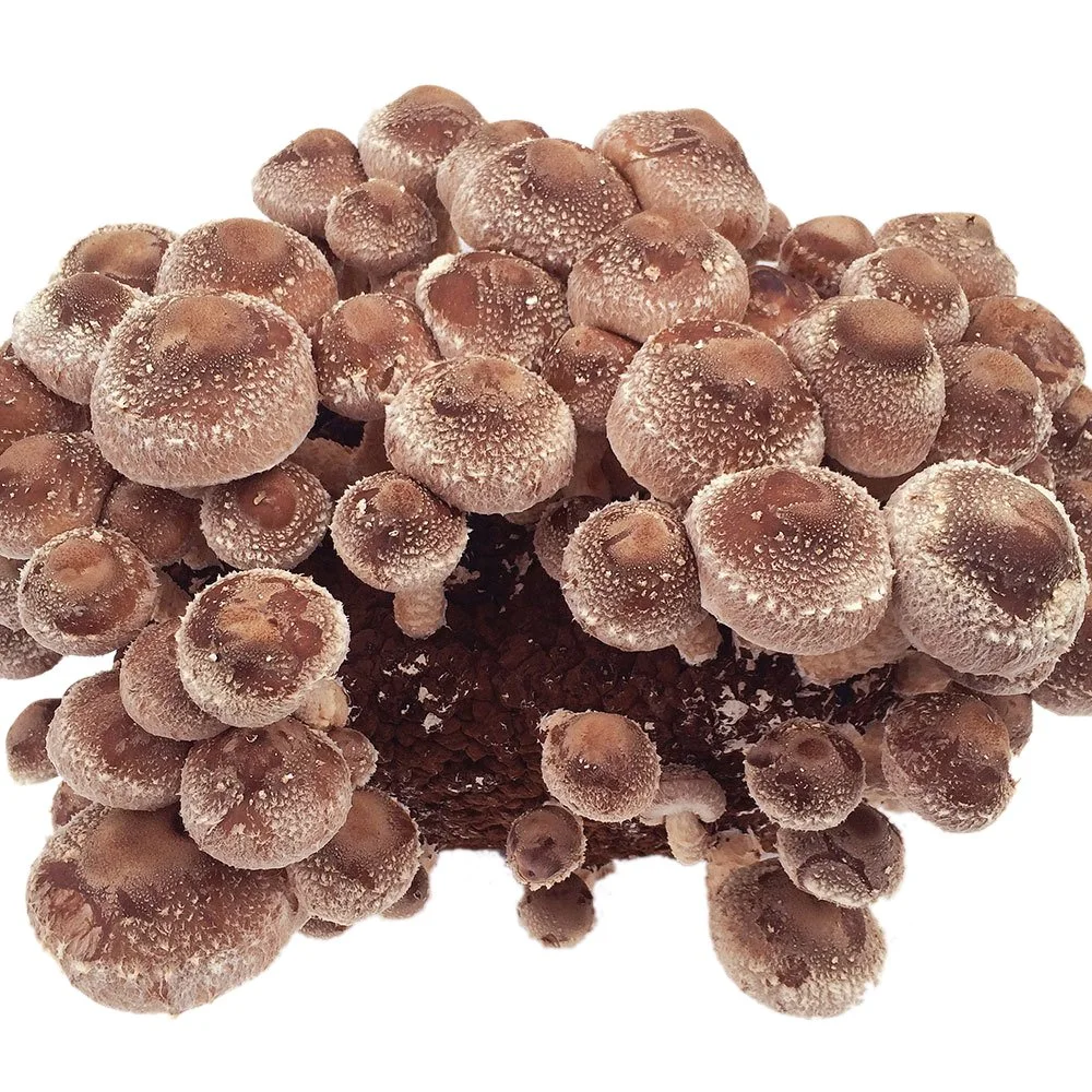 Organic cogumelo Shiitake Maitake Chaga Extrato de Reishi Lion" S Mane Cogumelo Extrato de ervas mistura em pó